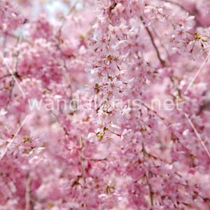 Cherry Blossom Wallpaper