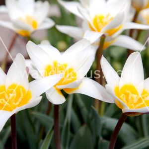 White and Yellow Blossoms Wallpaper