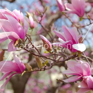 Pink Magnolia Wallpaper