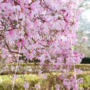 Pink Magnolia Tablet Wallpaper