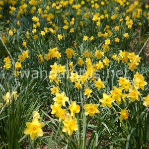 Field of Daffodils