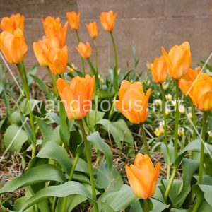 Orange Tulips Wallpaper
