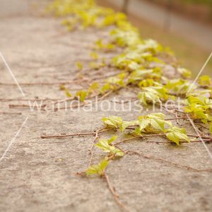 Wall-Climbing Ivy Desktop Wallpaper