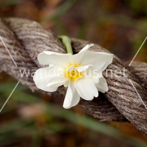 Blossoming Rope Wallpaper