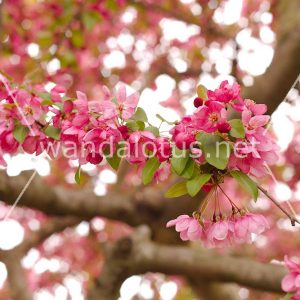 Pink Crab Apple Blossoms