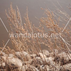 Waterside Grass Wallpaper