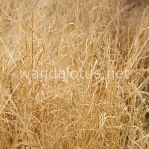 Decorative Grass Wallpaper