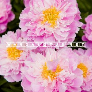 Pink Peonies